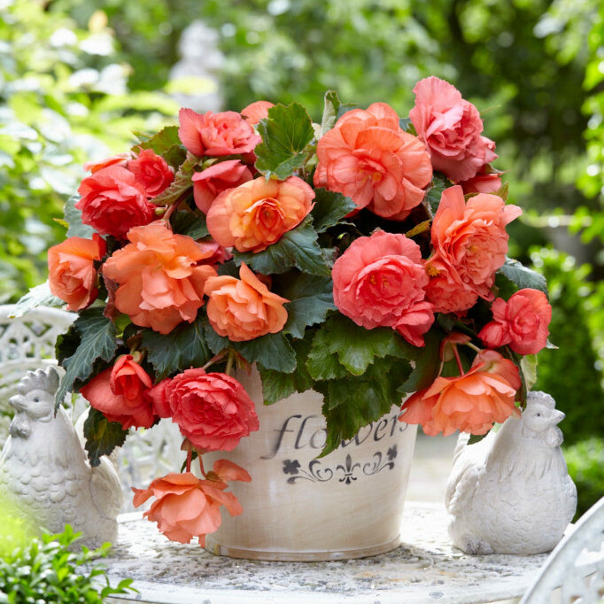 Begonia cascade 'Odorosa sweet pink'